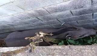 Anta encurralada em corredor de casas &eacute; resgatada com ferimentos