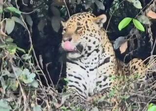 Bate-volta tem on&ccedil;a, ariranha e muita natureza em 3h no Salobra