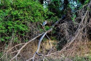 Bate-volta tem on&ccedil;a, ariranha e muita natureza em 3h no Salobra