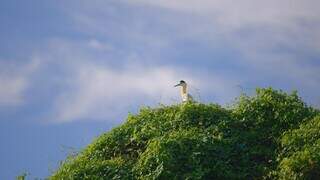 Bate-volta tem on&ccedil;a, ariranha e muita natureza em 3h no Salobra