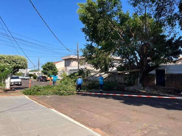 Galhos caem, racham muro e interditam trecho da Rua das Gar&ccedil;as