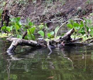 Bate-volta tem on&ccedil;a, ariranha e muita natureza em 3h no Salobra