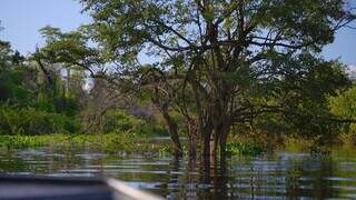 Bate-volta tem on&ccedil;a, ariranha e muita natureza em 3h no Salobra
