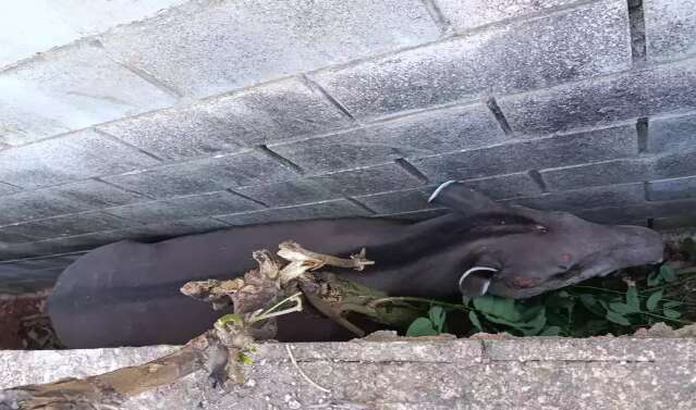 Anta encurralada em corredor de casas &eacute; resgatada com ferimentos