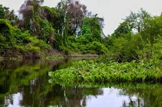 Bate-volta tem on&ccedil;a, ariranha e muita natureza em 3h no Salobra
