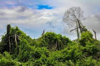Bate-volta tem on&ccedil;a, ariranha e muita natureza em 3h no Salobra
