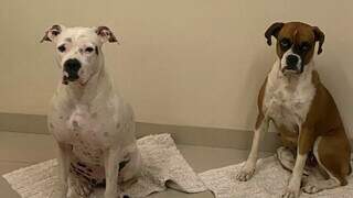 Cadela boxer desaparece em Mato Grosso e dono pede ajuda até em MS Cadela boxer desaparece em Mato Grosso e dono pede ajuda até em MS