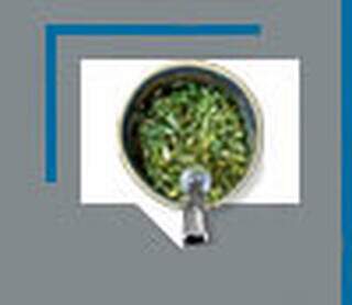 Afrodis&iacute;aca e atenuadora da fome, mastigando uma folha de &ldquo;ca&aacute;&rdquo;