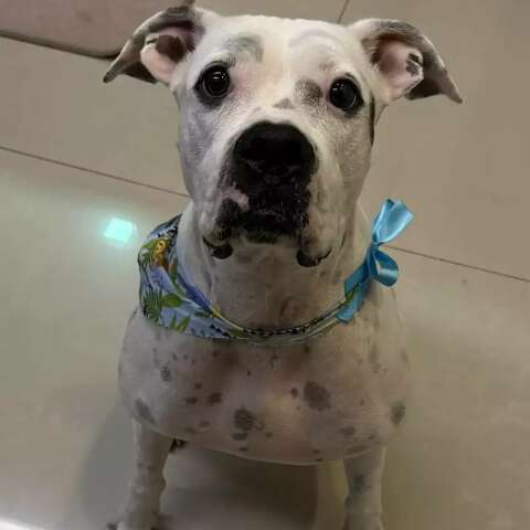 Cadela boxer desaparece em Mato Grosso e dono pede ajuda at&eacute; em MS