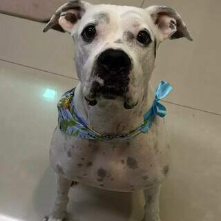 Cadela boxer desaparece em Mato Grosso e dono pede ajuda até em MS Cadela boxer desaparece em Mato Grosso e dono pede ajuda até em MS