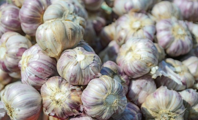 MS entra em zoneamento do alho e tem janela para produtores familiares