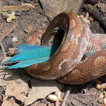 Guia de turismo registra jiboia-arco-&iacute;ris devorando p&aacute;ssaro