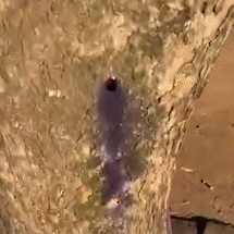 &Aacute;rvores s&atilde;o encontradas perfuradas e suspeita &eacute; de envenenamento