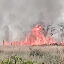 Fogo em mata fechada dificulta combate pr&oacute;ximo &agrave; Estrada Parque em Corumb&aacute;