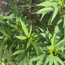 Jovem condenado por tr&aacute;fico &eacute; preso e pol&iacute;cia acha planta de maconha em casa