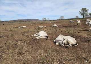 MP fiscaliza cumprimento de TAC ap&oacute;s morte de 43 cabe&ccedil;as de gado em Nioaque