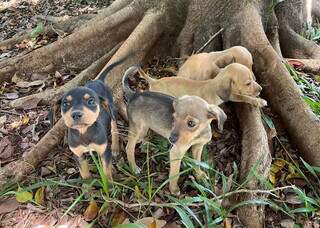 Campanha &quot;Dezembro Verde&quot; alerta para os maus-tratos a animais no fim do ano