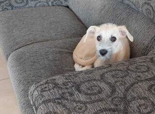 Pet sozinho por muito tempo pode ter depressão e não é frescura Pet sozinho por muito tempo pode ter depressão e não é frescura