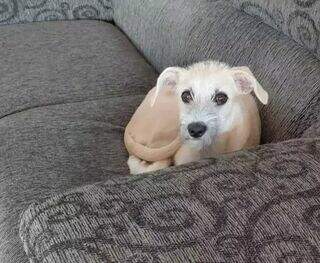 Não é frescura: pet sozinho por muito tempo pode ter depressão