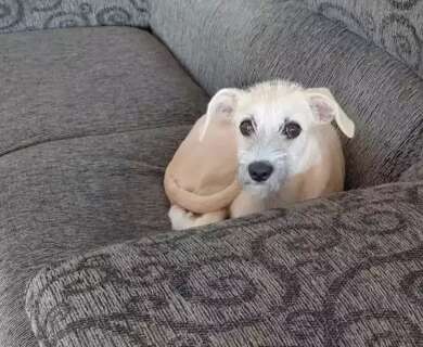 N&atilde;o &eacute; frescura: pet sozinho por muito tempo pode ter depress&atilde;o