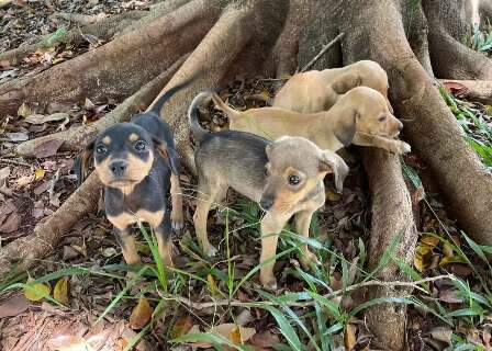 Campanha &quot;Dezembro Verde&quot; alerta para os maus-tratos a animais no fim do ano