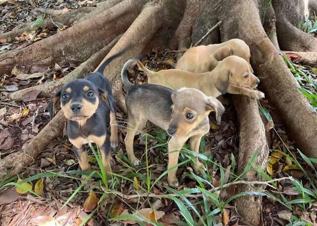Campanha &quot;Dezembro Verde&quot; alerta para os maus-tratos a animais no fim do ano