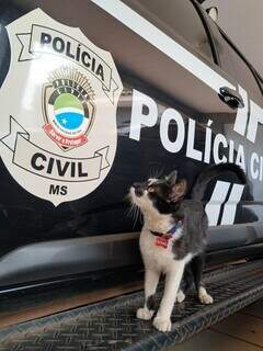 Gatilho, o gato resgatado, transformou a rotina da Delegacia da Mulher