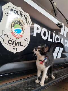 Gatilho, o gato resgatado, transformou a rotina da Delegacia da Mulher