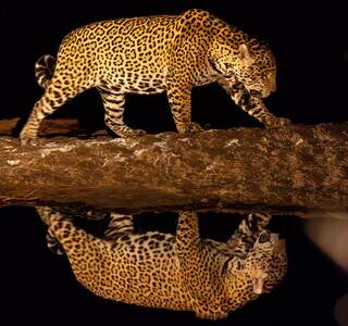 No Dia da On&ccedil;a, guias do Pantanal narram encontros &quot;olho no olho&quot; com a pintada