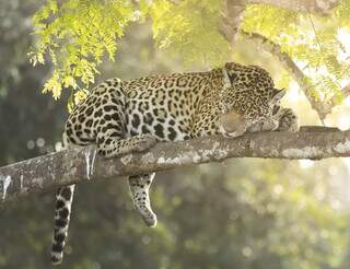 No Dia da On&ccedil;a, guias do Pantanal narram encontros &quot;olho no olho&quot; com a pintada