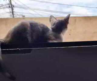 Pet sozinho por muito tempo pode ter depressão e não é frescura Pet sozinho por muito tempo pode ter depressão e não é frescura