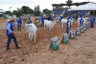 Acrissul j&aacute; comercializa espa&ccedil;os para a Expogrande 2026