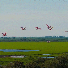 Bando de aves rosadas colore o c&eacute;u no Pantanal sul-mato-grossense