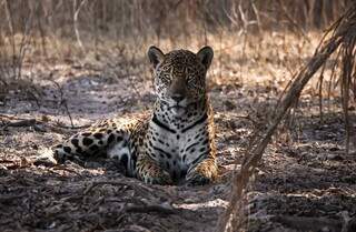 No Dia da On&ccedil;a, guias do Pantanal narram encontros &quot;olho no olho&quot; com a pintada