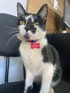 Gatilho, o gato resgatado, transformou a rotina da Delegacia da Mulher