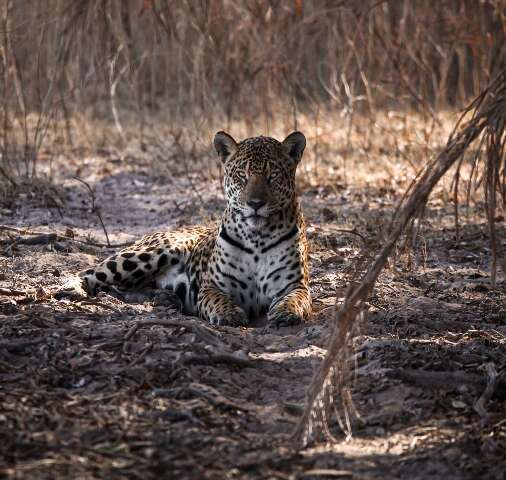 No Dia da On&ccedil;a, guias do Pantanal narram encontros &quot;olho no olho&quot; com a pintada