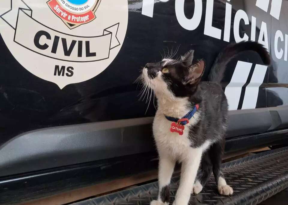 Gatilho, o gato resgatado, transforma rotina em Delegacia da Mulher 