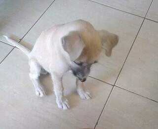 Pet sozinho por muito tempo pode ter depressão e não é frescura Pet sozinho por muito tempo pode ter depressão e não é frescura