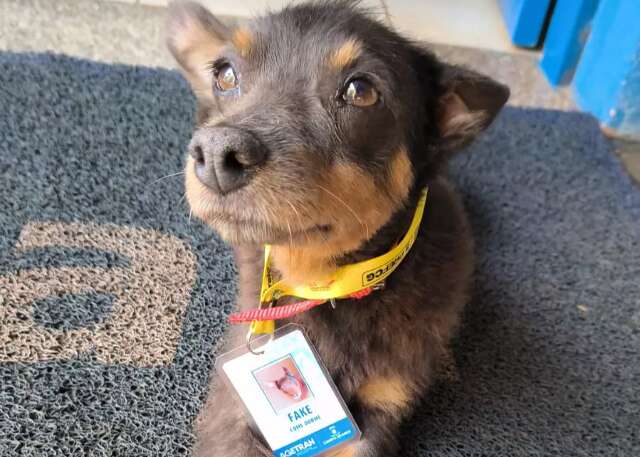 Cachorro ganhou crach&aacute; e cargo de &quot;come e dorme&quot; dentro da Agetran