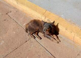 Cachorro ganhou crach&aacute; e cargo de &quot;come e dorme&quot; dentro da Agetran