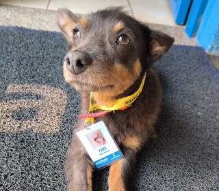 Cachorro ganhou crach&aacute; e cargo de &quot;come e dorme&quot; dentro da Agetran
