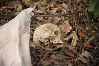 Cr&acirc;nio humano &eacute; achado por caminhoneiro pr&oacute;ximo ao Anel Rodovi&aacute;rio da Capital