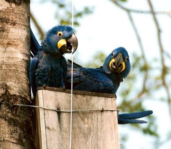 Clima mais agressivo amea&ccedil;a gera&ccedil;&otilde;es de araras-azuis, diz instituto