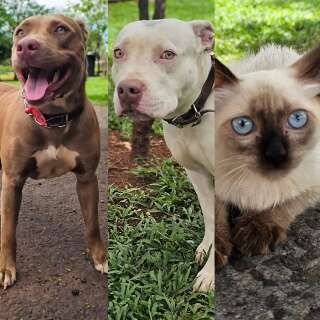 Pitbulls e gatinha resgatadas de maus-tratos precisam de um novo lar