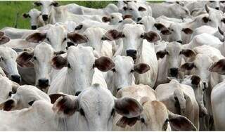 Prazo para declara&ccedil;&atilde;o de rebanho em MS termina nesta segunda-feira