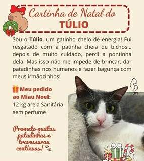 Gatos sem donos fazem pedidos ao &#039;Miau Noel&#039; em cartas de Natal