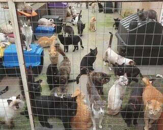 Gatos sem donos fazem pedidos ao &#039;Miau Noel&#039; em cartas de Natal