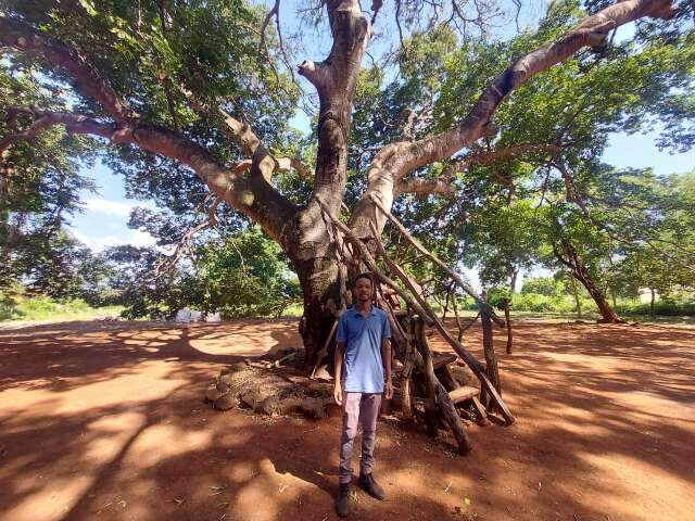 Jatob&aacute; gigante foi casa improvisada e abrigo na Guerra do Paraguai