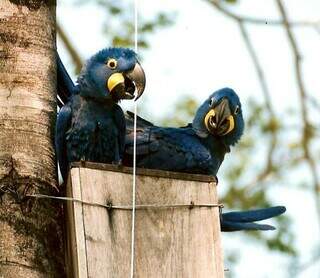 Clima mais agressivo ameaça gerações de araras-azuis, diz instituto Clima mais agressivo ameaça gerações de araras-azuis, diz instituto