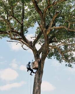 Clima mais agressivo ameaça gerações de araras-azuis, diz instituto Clima mais agressivo ameaça gerações de araras-azuis, diz instituto